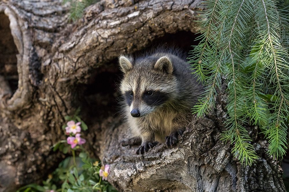 North American raccoon-in hollow log-Procyon lotor-Montana